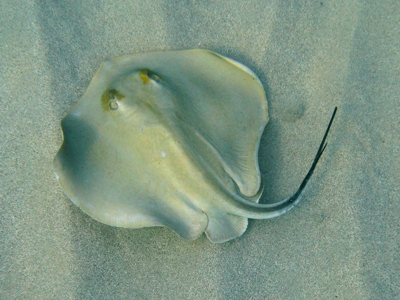 Dasyatis pastinaca (Linnaeus, 1758)